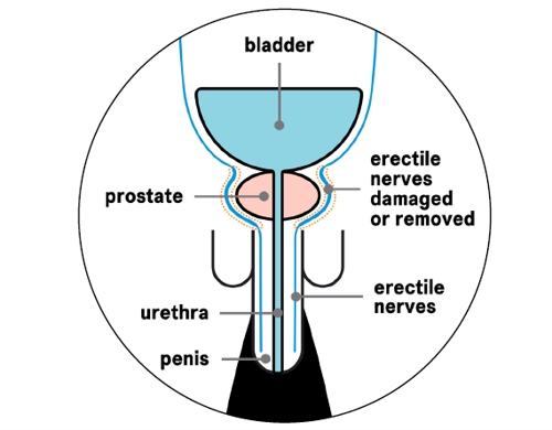 Erectile nerves
