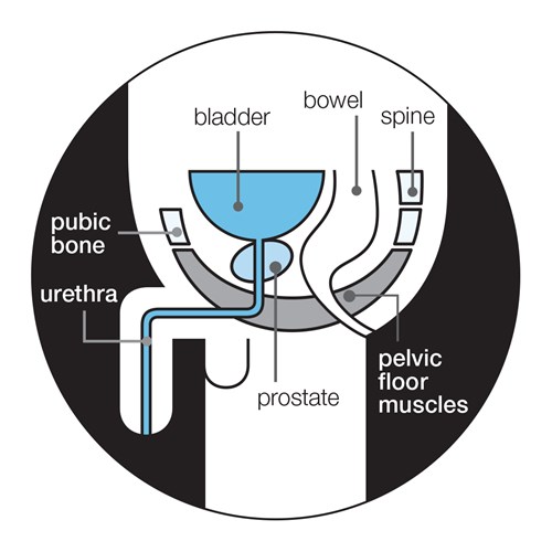 prostate-gland-with-pelvic-floor-muscles_250517